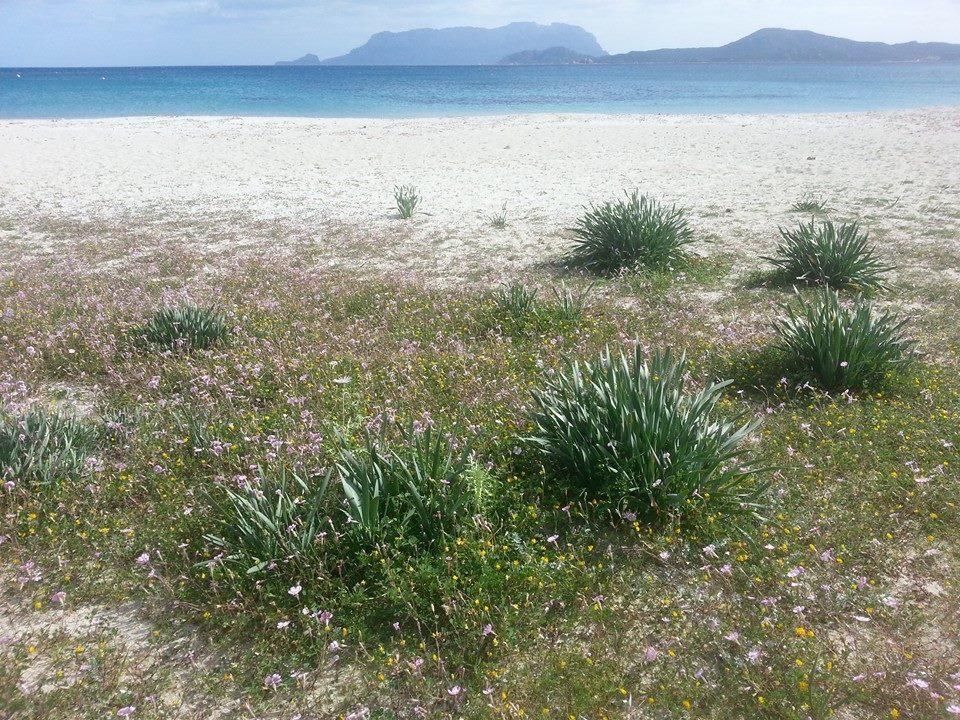 Villa Maestrale Όλμπια Εξωτερικό φωτογραφία